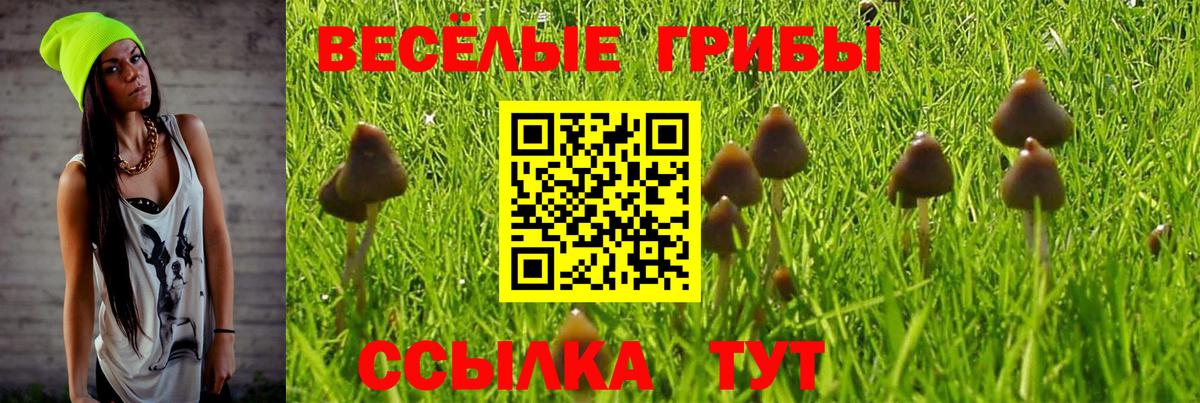 Псилоцибиновые грибы GOLDEN TEACHER  Вход с VPN  Галлюциногенные грибы Cubensis  Долгопрудный 